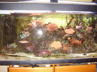 Marine Setup for sale...200litres... Only £300
