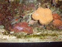 Marine Setup for sale...200litres... Only £300