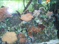 Marine Setup for sale...200litres... Only £300