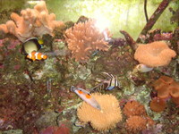 Marine Setup for sale...200litres... Only £300