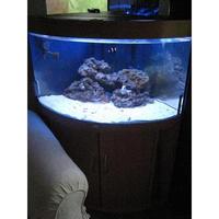Full Marine Setup Juwel Trigon 190 + All Fish Equipment And Rock