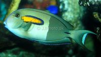 Large Orange Shoulder Tang, For SALE or SWAP
