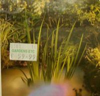 BERMUDA -- OUTDOOR MISTER with LIGHT 4 PONDS!!!