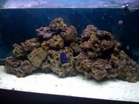 Marine Fish Tank