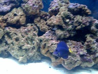 Marine Fish Tank