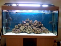 Marine Fish Tank