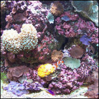 Aquaatlantis Evasion 67cm cube aquarium & cabinet