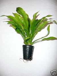 Potted aquarium plants just £1.99 each!!