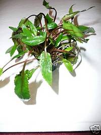 Potted aquarium plants just £1.99 each!!