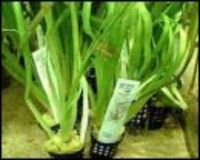 Potted aquarium plants just £1.99 each!!