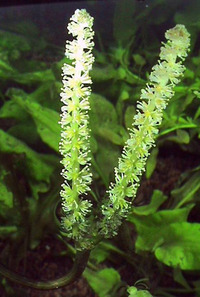 Potted aquarium plants just £1.99 each!!