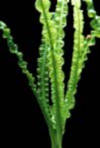 Potted aquarium plants just £1.99 each!!