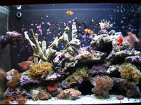 aqua reef 200 brand new everything you need to keep marine