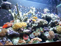 aqua reef 200 brand new everything you need to keep marine