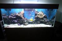 6ft x 2.5ft x 2ft marine tank and stand. Hidden kit.