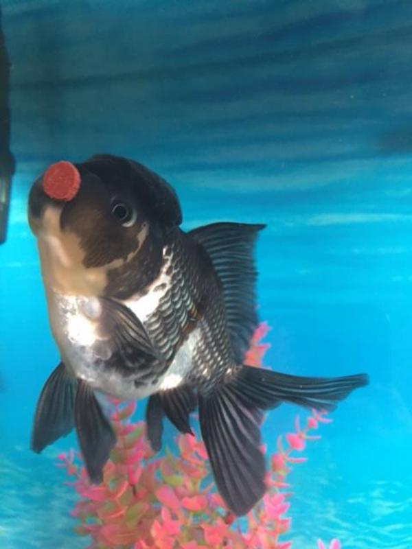 black and white oranda