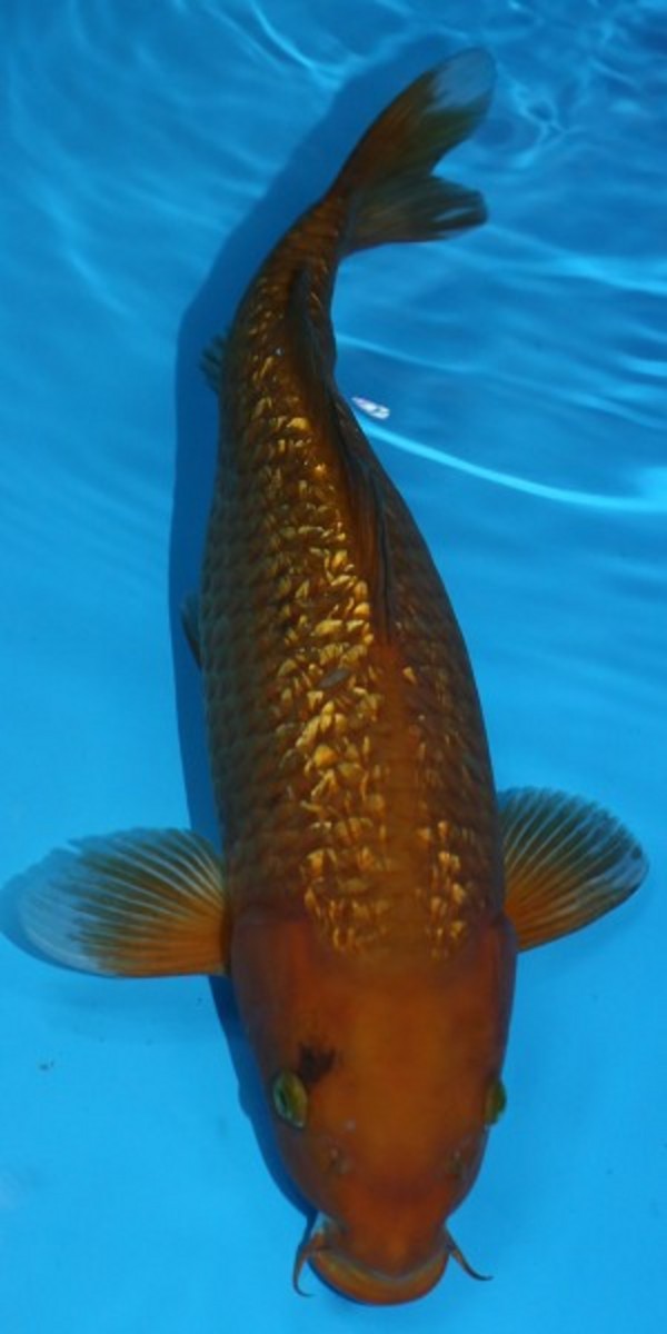 Koi for sale at Aquarist Classifieds