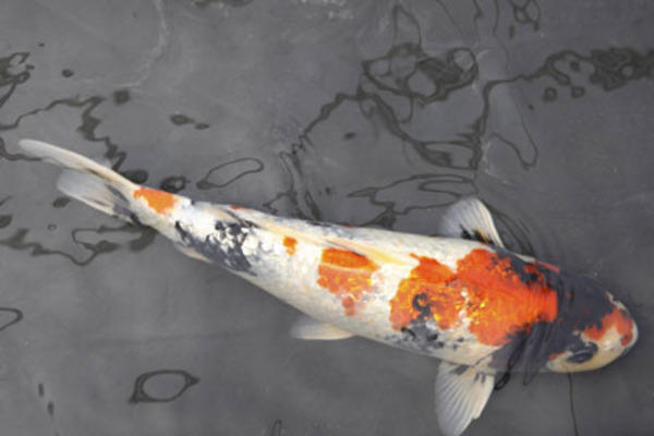 2 Large 14-16" Koi Carp for sale at Aquarist Classifieds