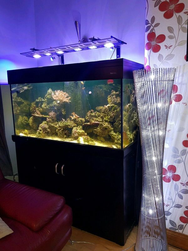 syphoner fish tank