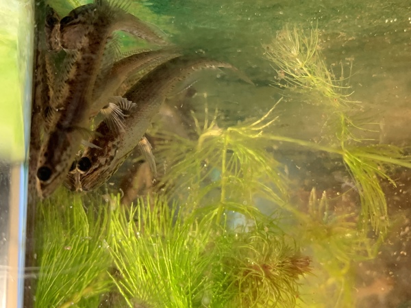 Channa stewartii snakehead fry - 8 for £25 at Aquarist Classifieds