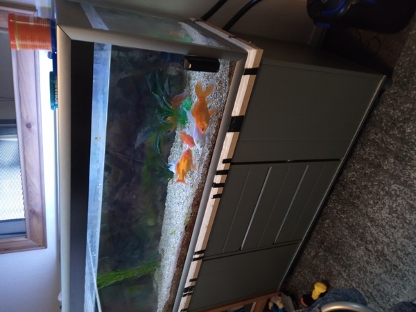 FOR SALE 130 x 50 x cm with goldfish equipment at Aquarist