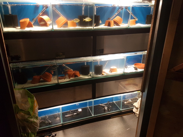 Fish tank breeding rack at Aquarist Classifieds