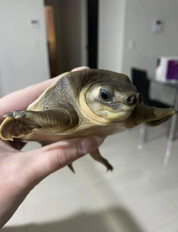 albino fly river turtle