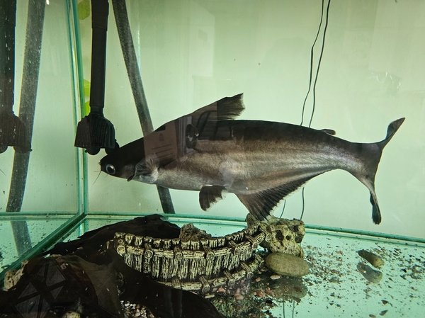 Pangasius Catfish Shark Catfish at Aquarist Classifieds