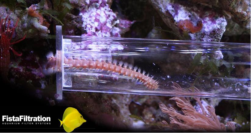 BRISTLE WORM TRAP at Aquarist Classifieds