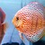 discus for sale discus for sale