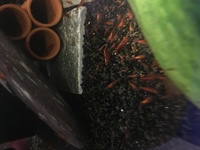 High grade cherry shrimp for sale