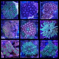 ANGEL AQUATICS - BIRMINGHAM - STUNNING CORALS & FISH