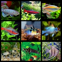 ANGEL AQUATICS - GREAT SELECTION OF QUALITY TROPICAL FISH