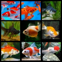 ANGEL AQUATICS - GREAT SELECTION OF QUALITY TROPICAL FISH