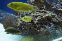 Williamsi Blue Lips and Membe Deep Cichlids For Sale