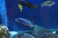 Williamsi Blue Lips and Membe Deep Cichlids For Sale