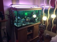 Rena 5ft fish tank,stand. £350 ovno