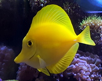 Yellow Tang - Hawaii (Zebrasoma flavescens) Marine Aquarium Fish no Coral
