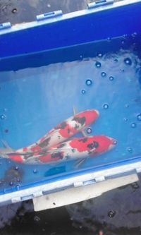 A+ KOI for sale