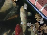 Few koi for sale based in Hereford prices from £100