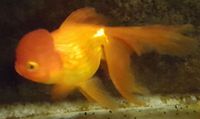Red Oranda - Large, 6-7 inches High Grade - originally bought from Star Fisheries