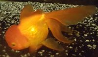 Red Oranda - Large, 6-7 inches High Grade - originally bought from Star Fisheries