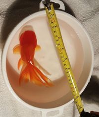 Red Oranda - Large, 6-7 inches High Grade - originally bought from Star Fisheries