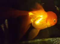 Red Oranda - Large, 6-7 inches High Grade - originally bought from Star Fisheries
