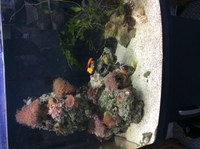 Tank breakdown due to house move