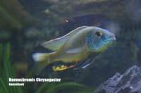 AQUA-SHACK::::High quality African rift lake cichlids