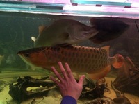 26 inches super red arowana