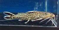 Synodontis petricola True F1 juveniles (not lucipinnis) Tanganyikan catfish