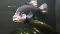 HAITIENSIS, BLACK NASTY CICHLID