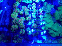 Zoas frags